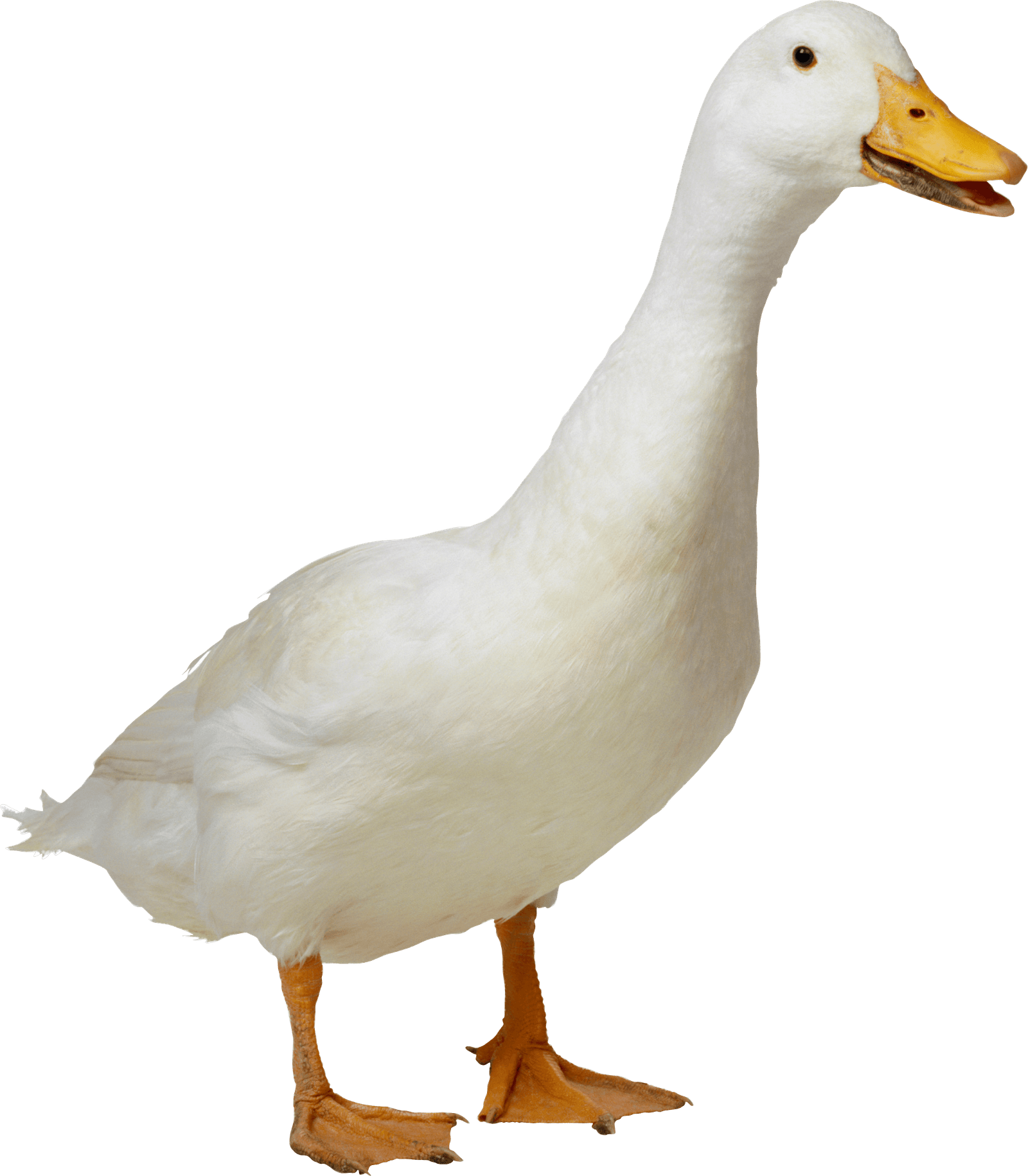 pristinevalleyduckfarm