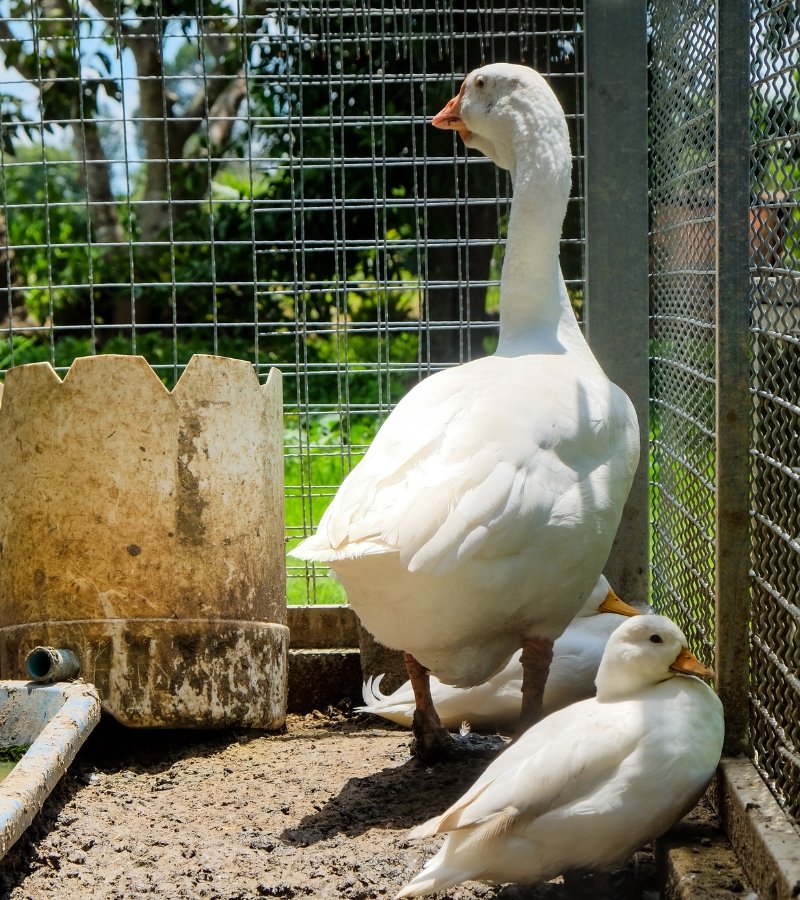 pristinevalleyduckfarm